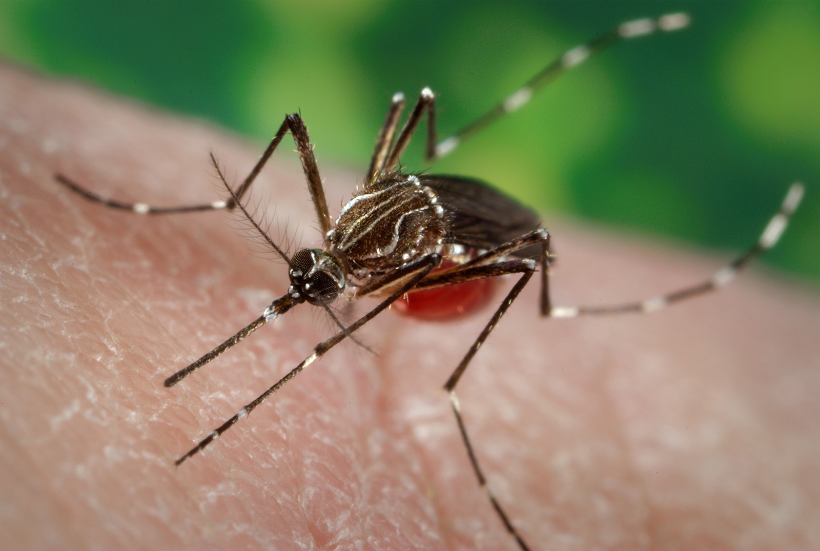 dengue fever